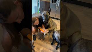 Using A Dremel On My Dogs Nails dog belgianmalinois dogsrule [upl. by Seuqram]