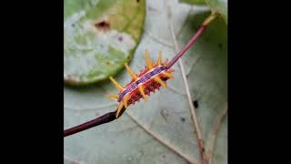 Stinging Rose Caterpillar in the garden [upl. by Arika]