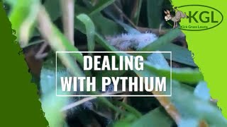 Battling Pythium with Josh from Kick Grass Lawns [upl. by Peonir]