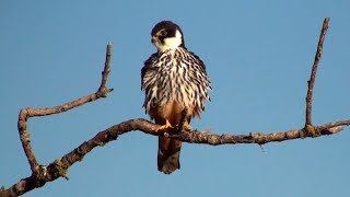 Eurasian Hobby and its Call [upl. by Modie]