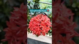 Ixora plant care trending nature floweringplant shorts gardening ytshorts viralshorts [upl. by Euqinobe]