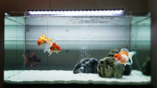 Top 10 Amazing Goldfish Tank  Beautiful Goldfish Aquariums 2021 [upl. by Thgiled]