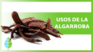 BENEFICIOS de la ALGARROBA 🌱 Propiedades  Cómo hacer HARINA de ALGARROBA ✅ [upl. by Alcina]