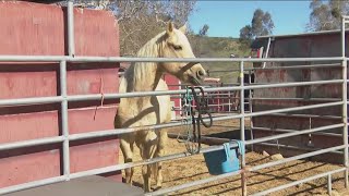 City of San Diego seeking lessee to operate Canyonside Equestrian Center [upl. by Brandt]