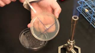 Streaking microorganisms on an agar plate [upl. by Austreng637]