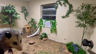 Creating My Opossum Habitat [upl. by Adamok]