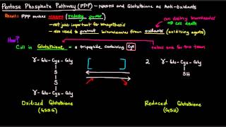 Pentose Phosphate Pathway Part 4 of 5  NADPH and Glutathione as AntiOxidants [upl. by Penoyer419]