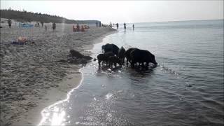 Wildschweine am Strand [upl. by Ready]