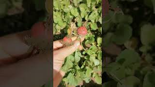 Picking Perfect Radishes 🌿 Fresh from the Garden Shorts [upl. by Adnorrehs]