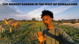 BEERTA UGU WEYN GALBEEDKA SOMALILAND  THE BIGGEST GARDEN IN THE WEST OF SOMALILAND [upl. by Dunton84]