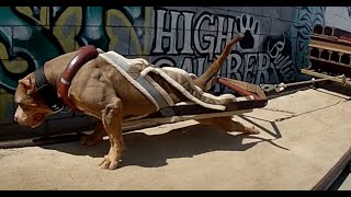 The Worlds Strongest Pit Bulls use Bully Max [upl. by Cullie]