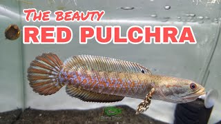 Beauty of Red Stripe Pulchra  Line Kubi x Sara Hikofishroom  RedPulchra BudyTank [upl. by Ploch]