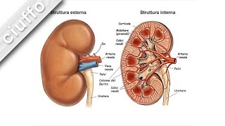 Fisiologia dei Reni [upl. by Florie]