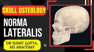 NORMA LATERALIS  SKULL [upl. by Yrem]