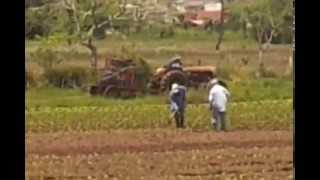 Tractores Agrícolas Massey Ferguson Trabajando [upl. by Ahsenahs]