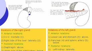 52 suprarenal gland  abdomen  anatomy by dr ahmed kamal [upl. by Atinnod]