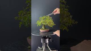 Taille érable buerger shohïn bonsai en été [upl. by Dnesnwot]