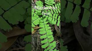 Maidenhair fern 81724 [upl. by Inhsor968]