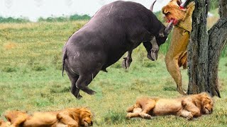 Angry Buffalo herd attack Lions very hard Wild Animals Attack [upl. by Ecnahc]