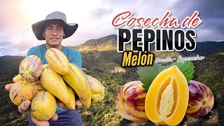 Bienvenidos a la chacra de los pepinos melón [upl. by Livesay]