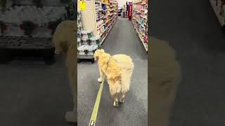 we’re big CVS Pharmacy fans in this household ❤️ goldenretriever dogsoftiktok cutedogs [upl. by Mochun]