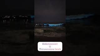 Bioluminescent at Chennai Thiruvanmiyur Palavakkam beach Glowing beach natural light in beach [upl. by Divadleahcim38]