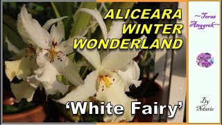 ALICEARA WINTER WONDERLAND WHITE FAIRY [upl. by Cutcliffe]