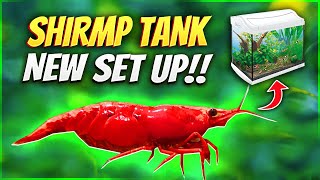 How to Set Up A Shrimp Tank [upl. by Guenna]