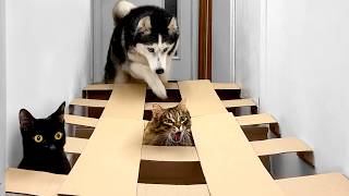 Dogs and Cats Go Through a Maze My Cat Didnt Want To Leave This One [upl. by Enelloc]