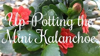 UpPotting the Mini Kalanchoe [upl. by Mile]