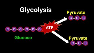 Glycolysis MADE EASY [upl. by Oirromed]