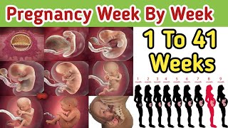 Pregnancy Week By Week  1  41 Weeks Fetal Developments Belly Progression  OnlinePharma1 Part 3 [upl. by Wicks]