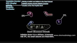 Translation initiation in prokaryotes  Prokaryotic translation initiation animation  Lecture 1 [upl. by Docile414]