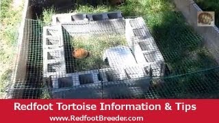 Outdoor Redfoot Tortoise Habitat  An Easy Temporary Enclosure [upl. by Akym]