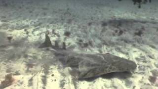 Angel shark [upl. by Eyks]