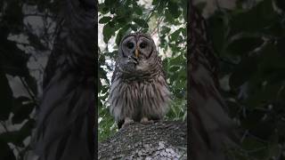 Barred Owl Sounds Compilation  Barred Owls Hooting on a branch [upl. by Led]