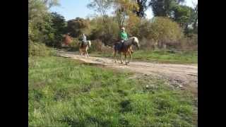 Akiro haflinger stallion [upl. by Phia]