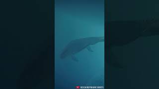 MOSASAURUS RAMS WITH FULL FORCE AGAINST LAGOON WALL  Jurassic World Evolution 2 Shorts [upl. by Maury]