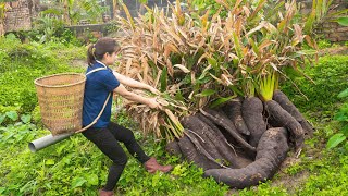 Single Girl Harvesting Turmeric Yam goes to market sell  Harvesting and cooking  Lý Tiểu Luyến [upl. by Nidroj689]