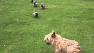 Cairn Terrier PupsBangor [upl. by Nnayd]