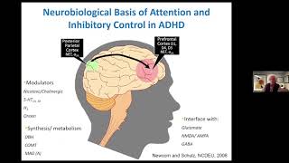 How Do Drugs for ADHD Work [upl. by Ahsiak933]