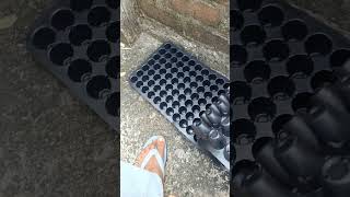 Seedling tray plants gardening gardeningtips garden agriculture trending [upl. by Ranice]