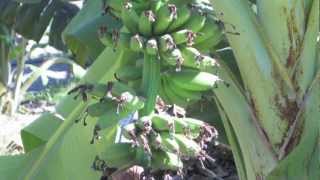 Researchers Try Growing Bananas In South Georgia [upl. by Tedda831]