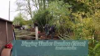 How to dig Timber Bamboo [upl. by Hnacogn]