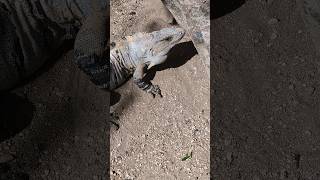 Black Spinytailed Iguana  2024 Year List [upl. by Nuahsar804]