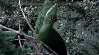 livingstones turaco [upl. by Ailiec674]