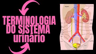 Terminologia do Sistema Urinário Aula  termos técnicos em enfermagem [upl. by Draw751]