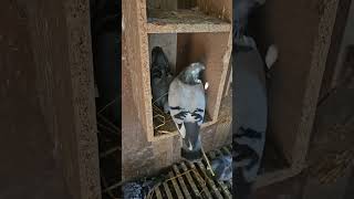 My pigeon making her nest ytshorts racingpipigeons kabootar [upl. by Chandless]