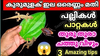 പല്ലികൾ ഓരോന്ന് ഓരോന്നായി ചത്തു വീഴാൻ ഒരു ഇല മാത്രം മതിതട്ടു കടക്കാർ ചെയ്യുന്ന സൂത്രംlizardremoval [upl. by Elfstan]