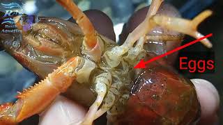 Proses Bertelur Lobster Hias Clarkii [upl. by Ahcsrop]